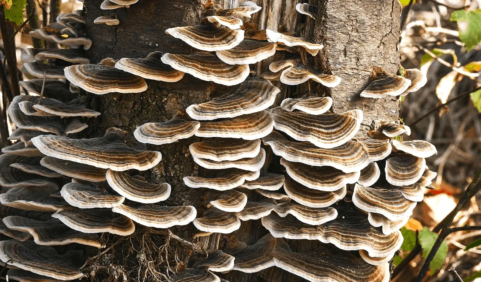 Turkey Tail ‘Trametes versicolor’