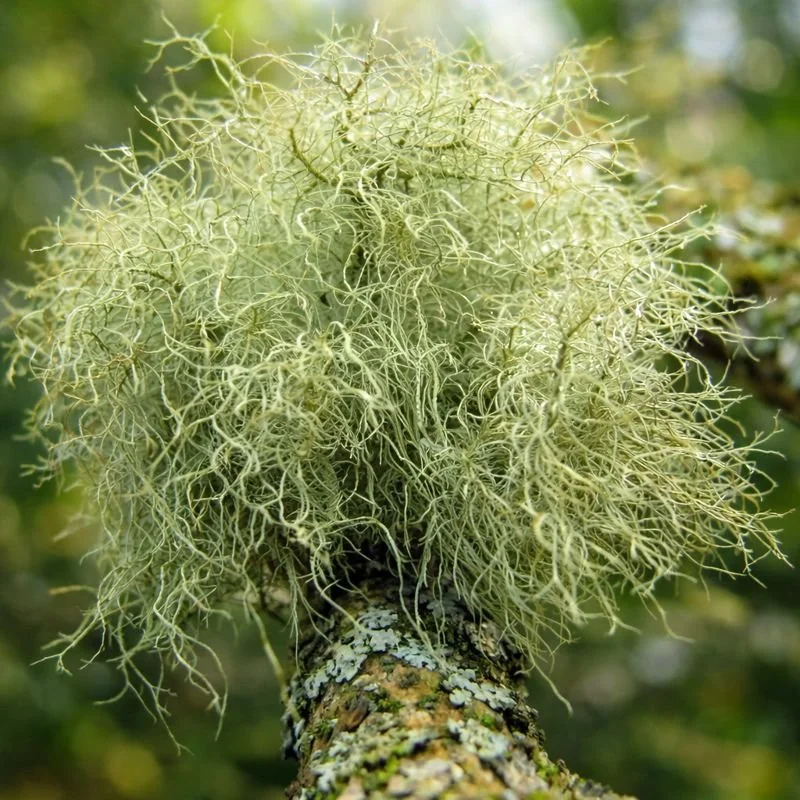 Old Man’s Beard ‘Usnea barbata’