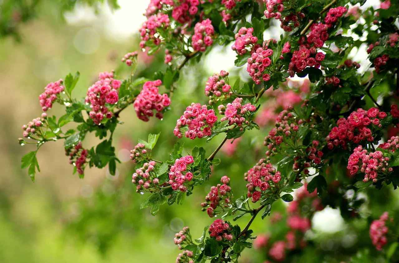 Hawthorn Blossom ‘Crataegus monogyna’