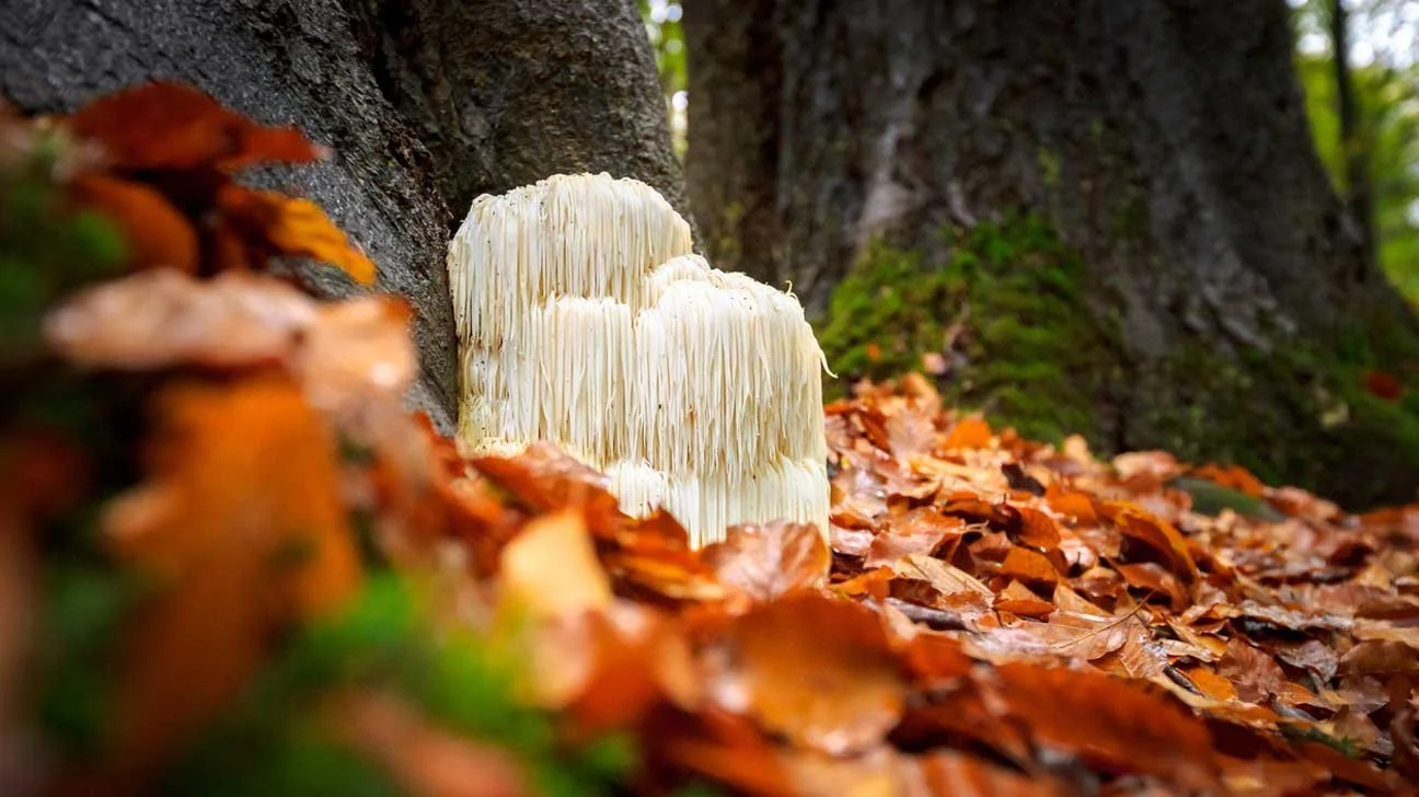 Lion’s Mane ‘Hericium erinaceus’