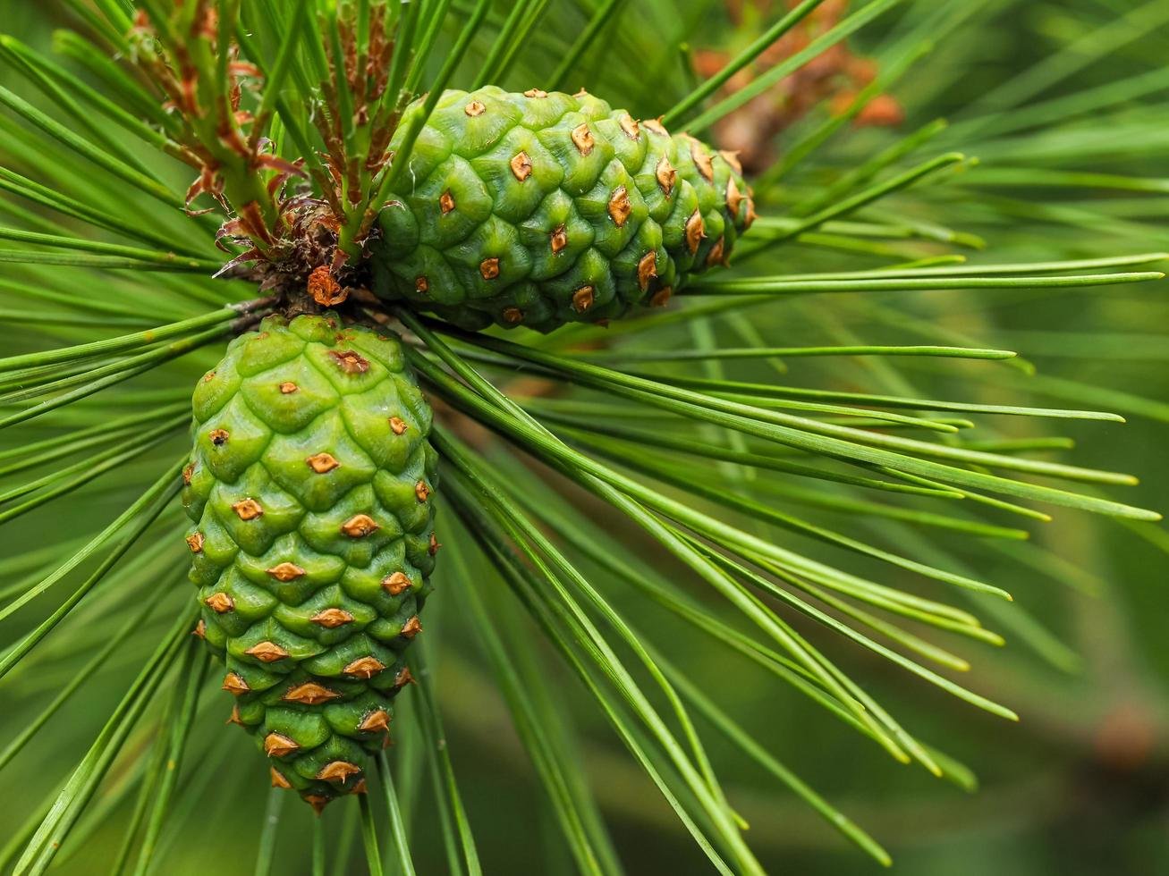 Pine Cones ‘Pinus spp’
