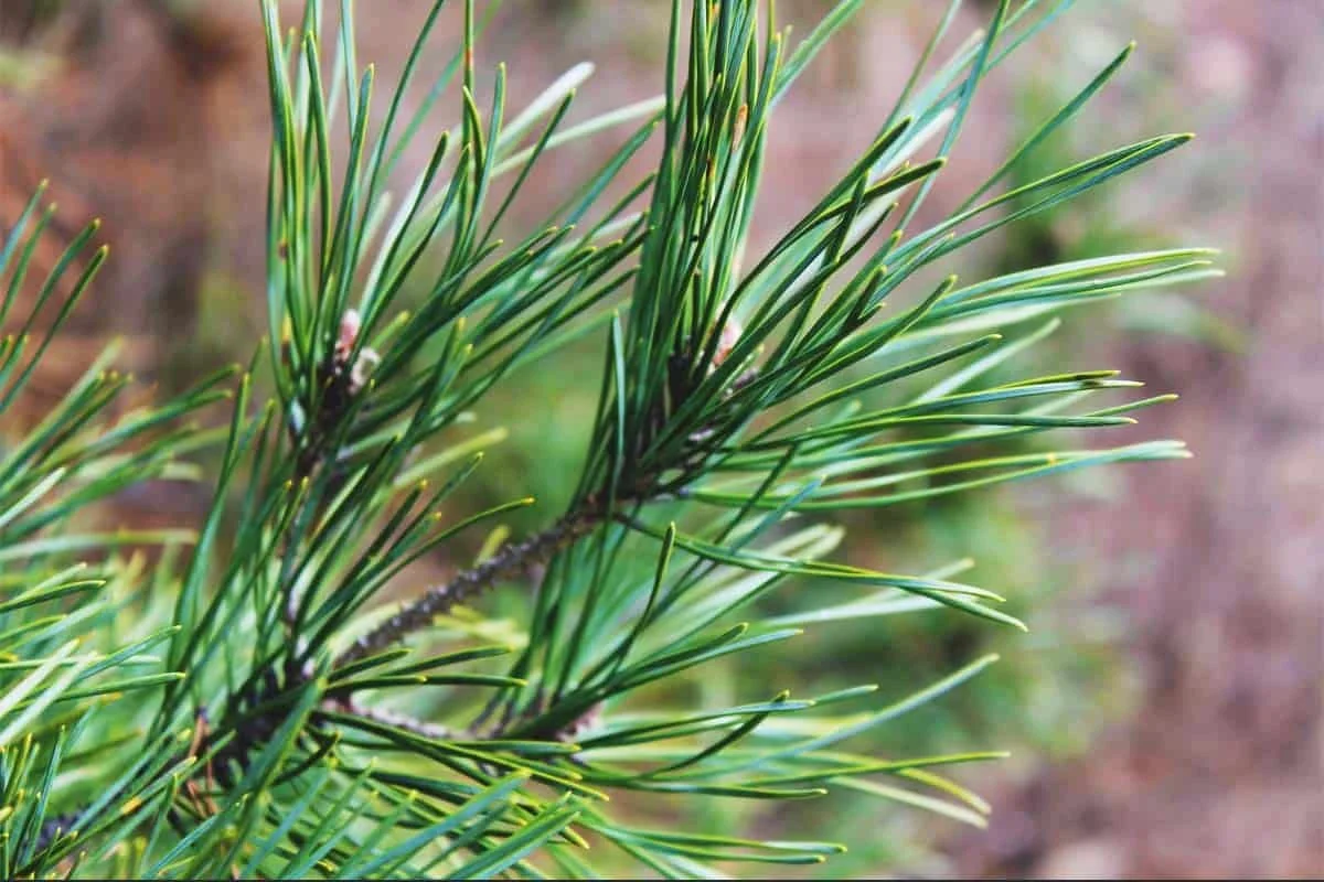 Pine Needles ‘Pinus spp’