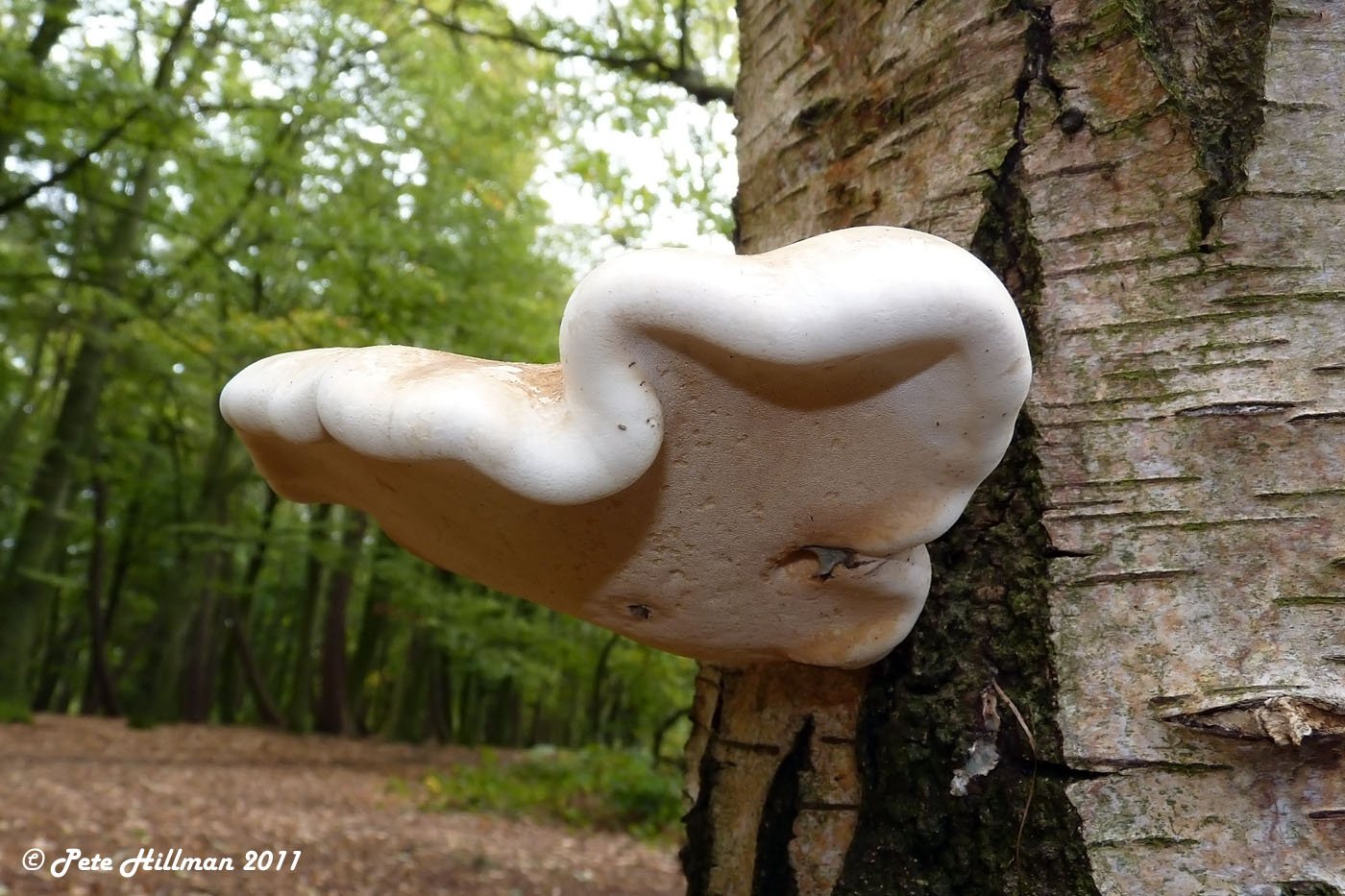 Birch Polypore ‘Fomitopsis betulina’
