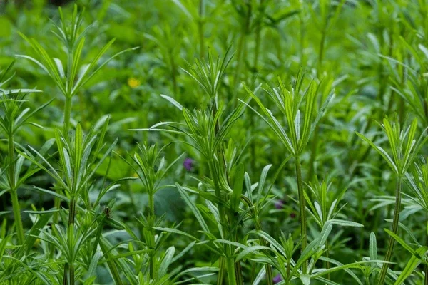 Cleavers ‘Galium aparine’