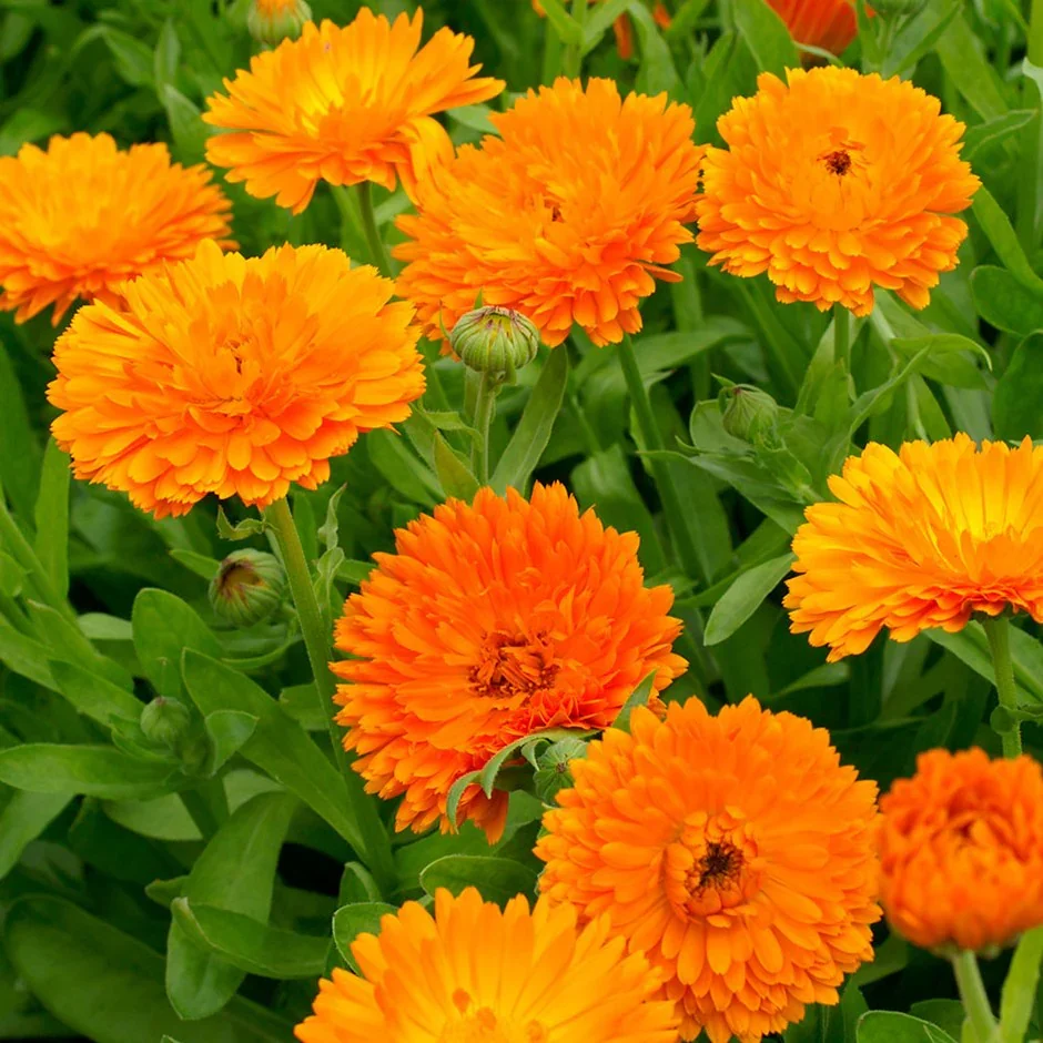 Calendula ‘Calendula officinalis’