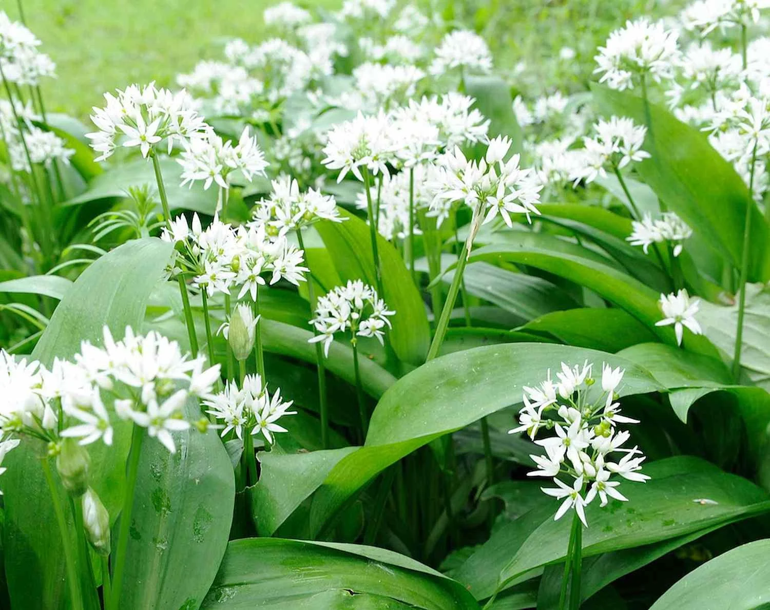 Wild Garlic ‘Allium ursinum’