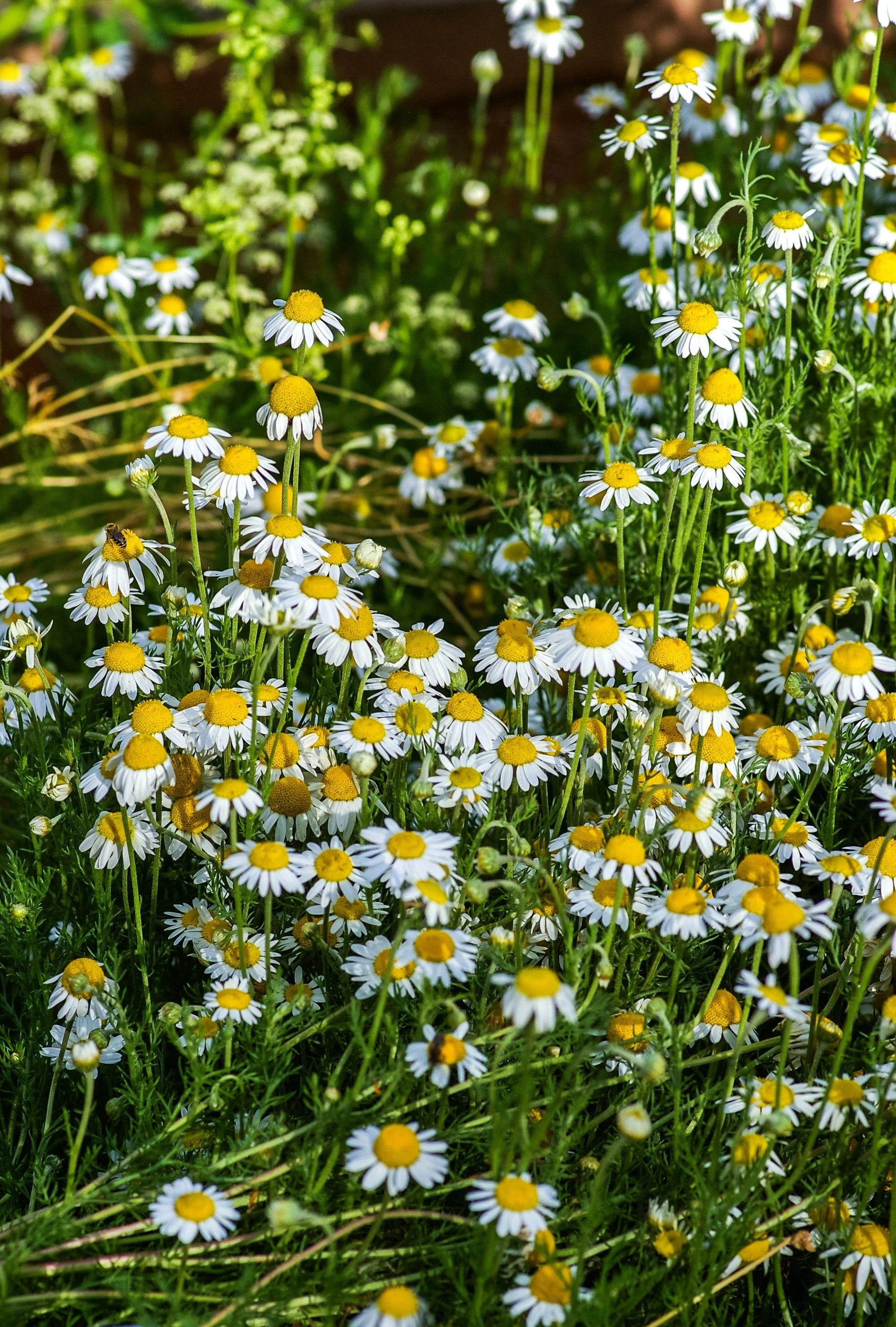 Chamomile ‘Matricaria chamomilla’