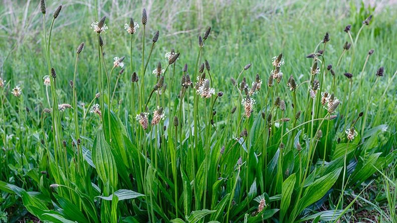 Ribwort Plantain ‘Plantago lanceolata’