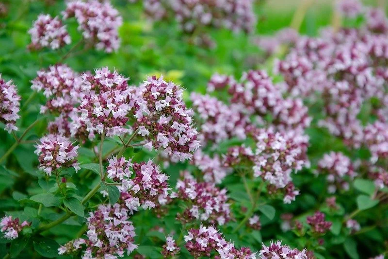 Oregano ‘Origanum vulgare’