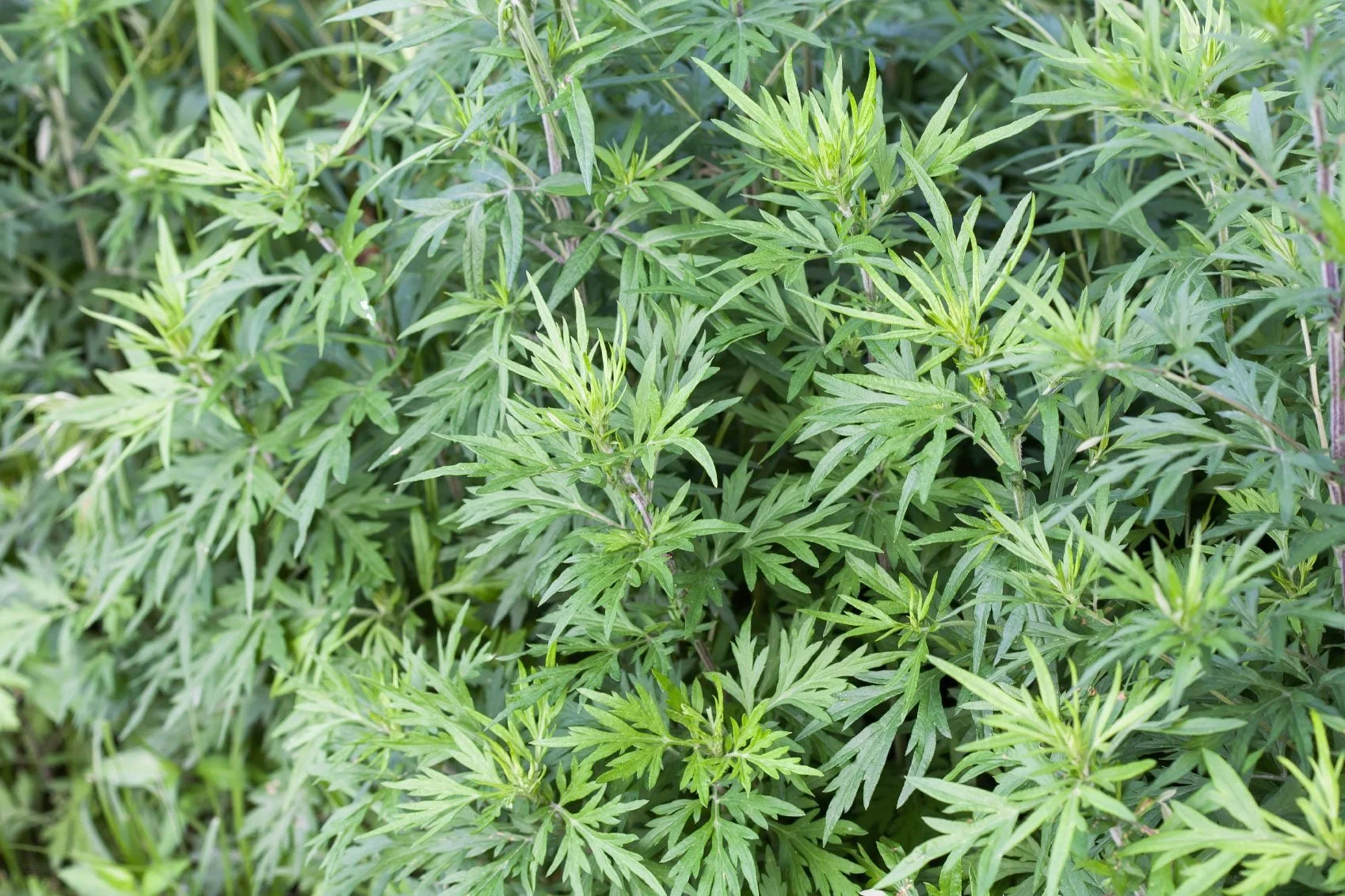 Mugwort ‘Artemisia vulgaris’