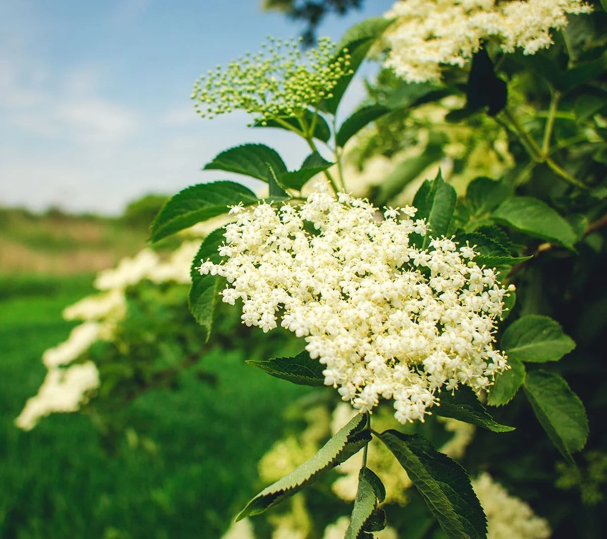 Elderflower ‘Sambucus nigra’