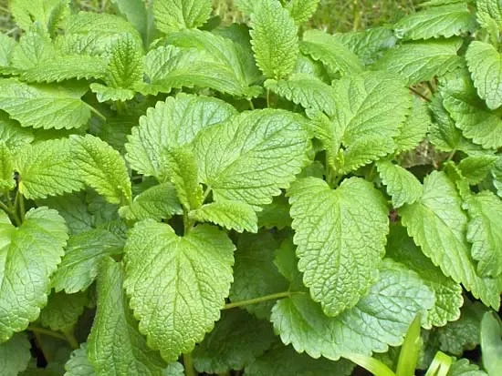 Lemon Balm ‘Melissa officinalis’