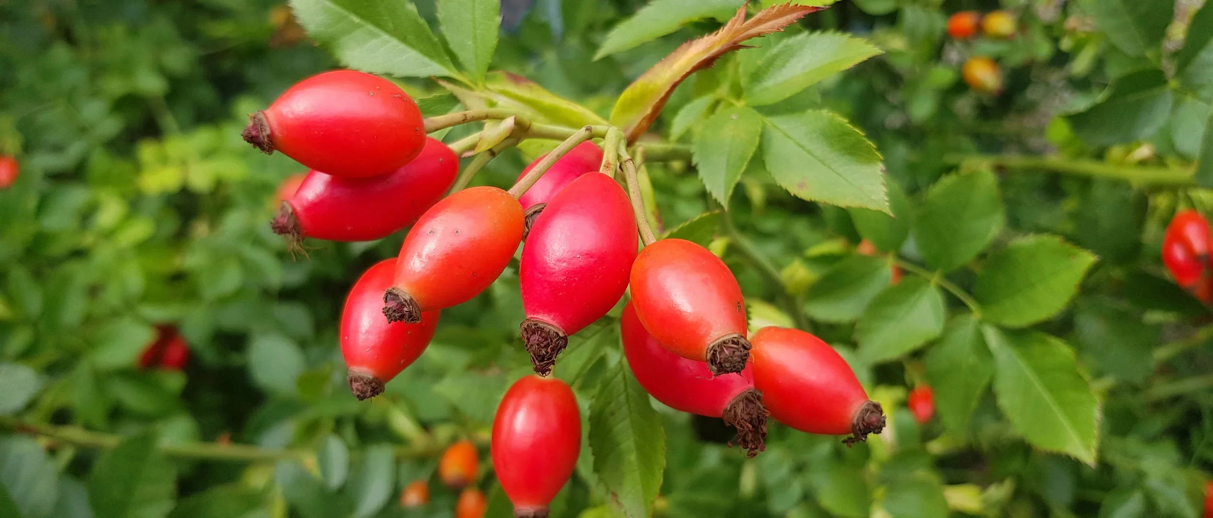 Rosehips ‘Rosa spp’