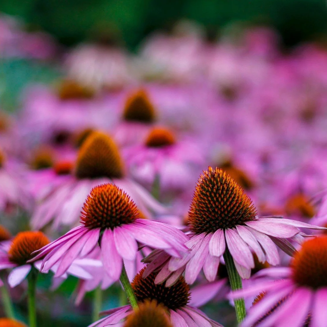 Purple Coneflower ‘Echinacea purpurea’