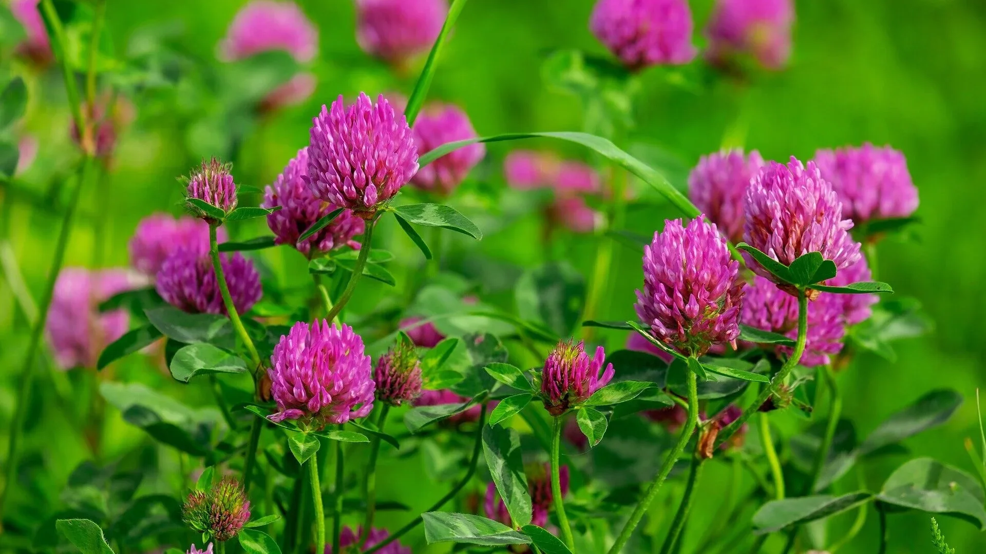 Red Clover ‘Trifolium pratense’