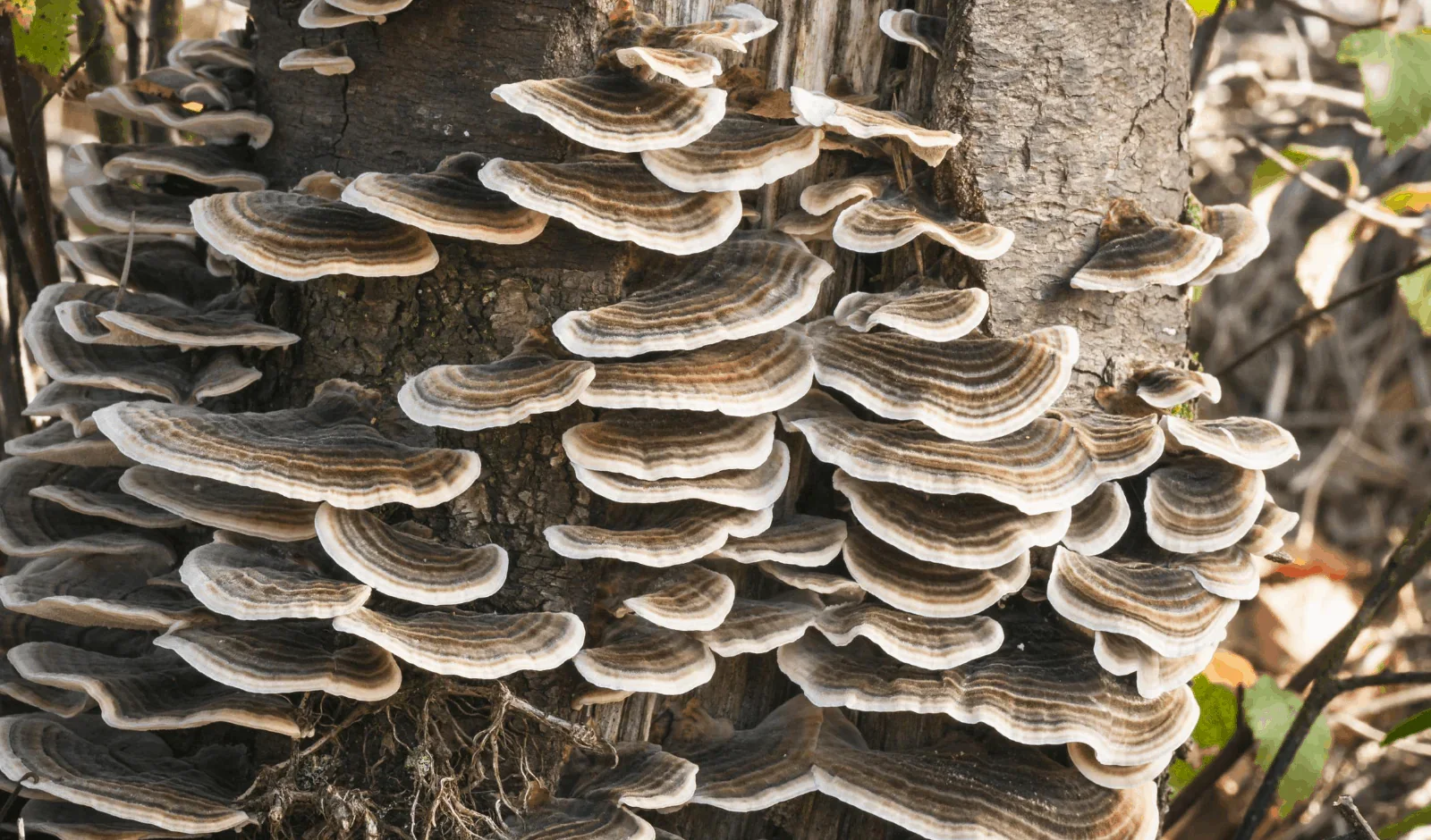 Is Turkey Tail Legal in the UK? What’s Actually Going On (and Why People Are Confused)
