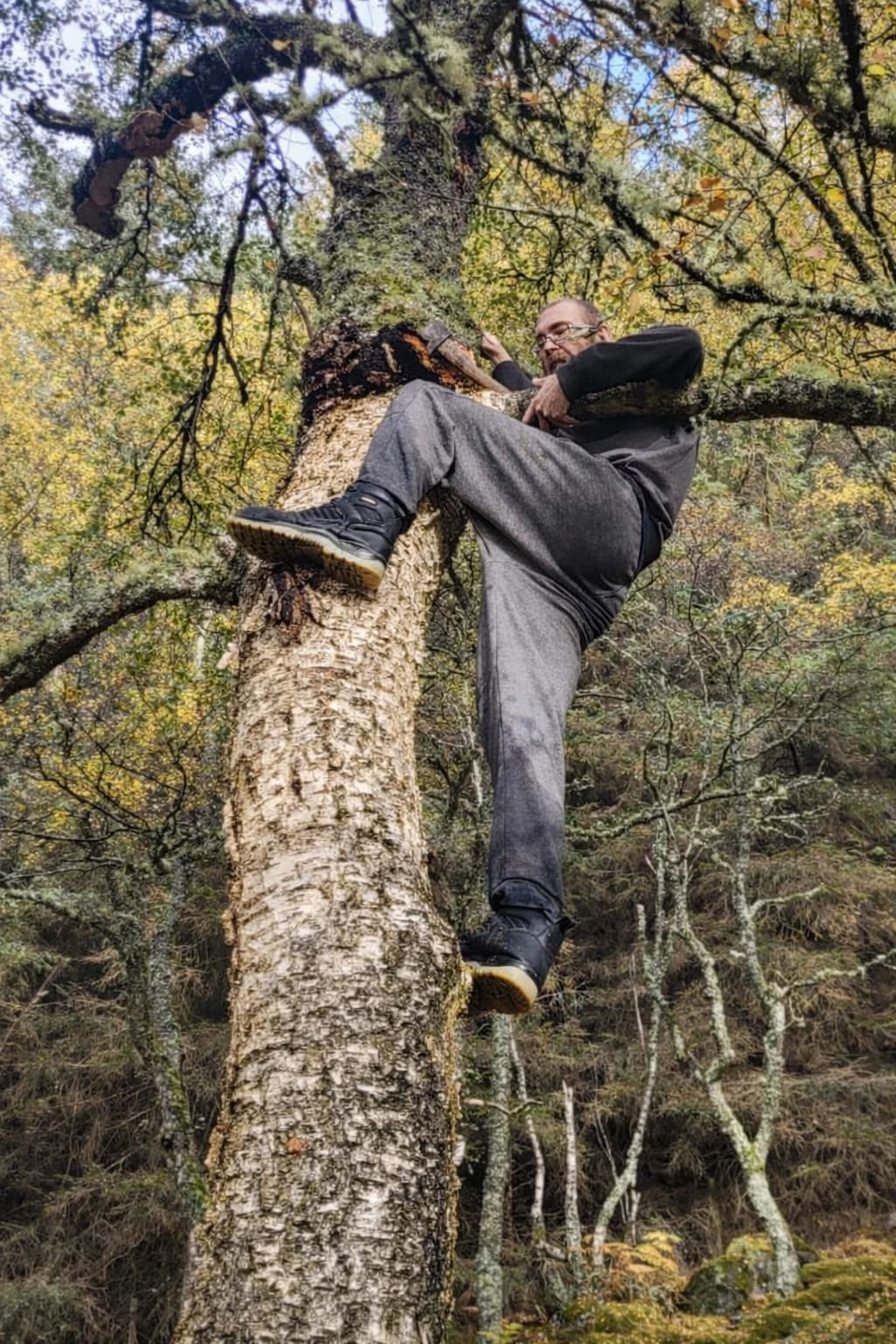 A man climbing and holding onto a large tree in a forest with autumn foliage.