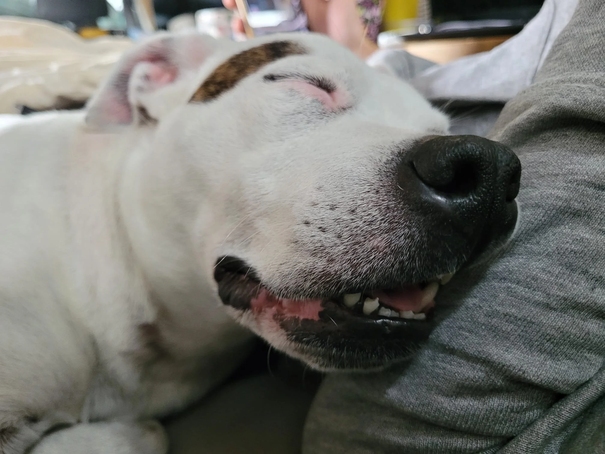 Close-up of a white dog with brown markings sleeping peacefully with its head resting on a person's leg, showing relaxed facial expression and closed eyes.