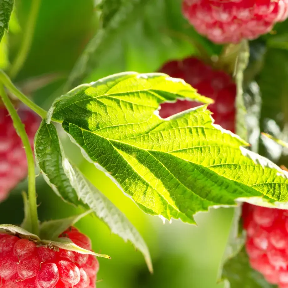 HerbalLibrary_Hero_RaspberryLeaf_1400x1400.webp