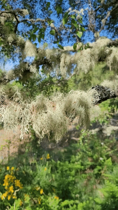Usnea gif.gif