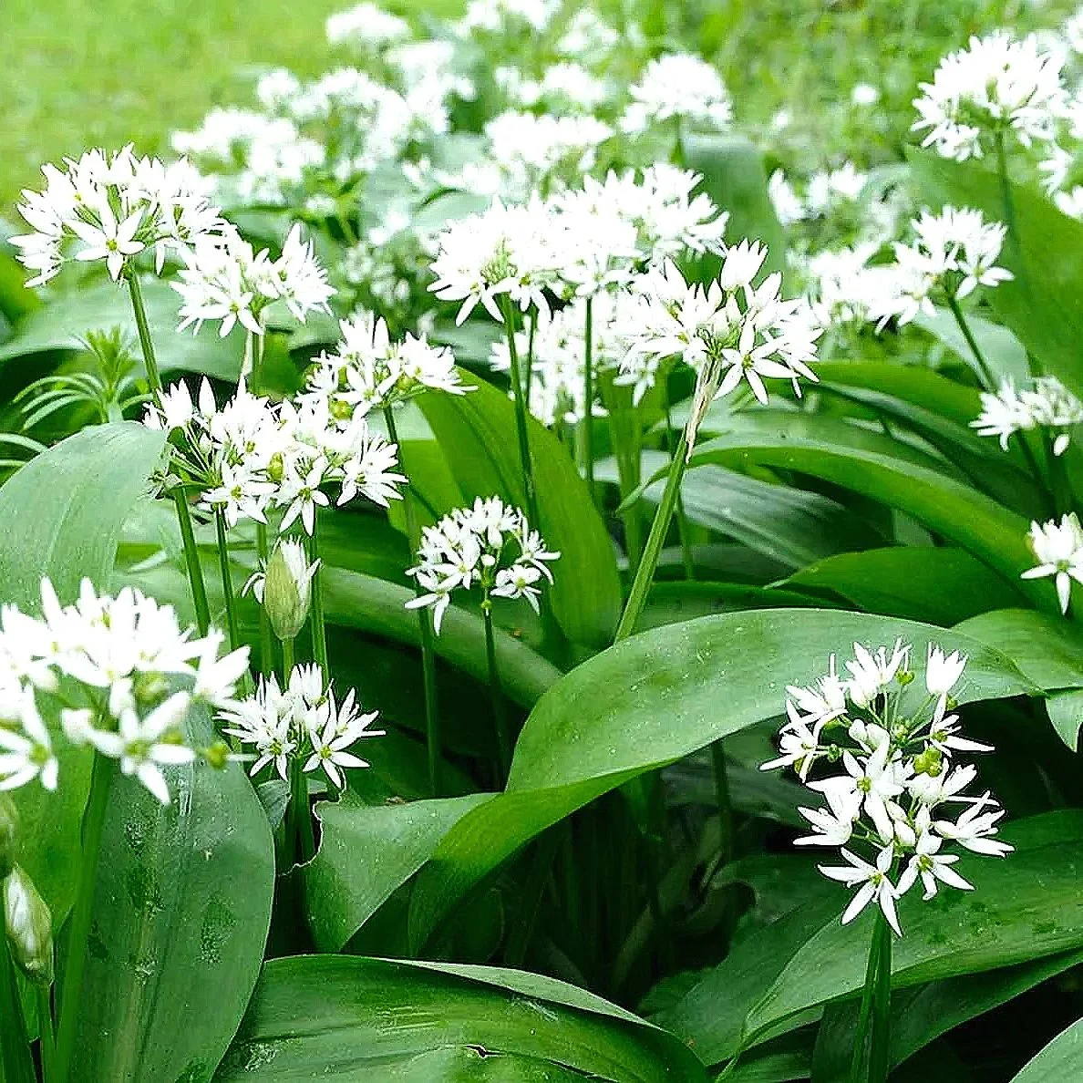 wild+garlic.jpg