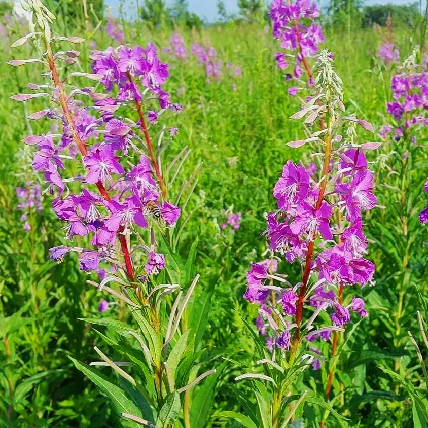 fireweed.jpg