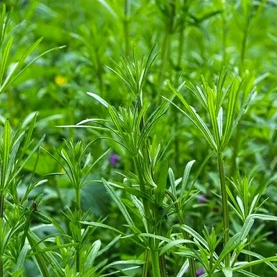 cleavers-galium-aparine-have-been-600nw-2356813117.webp