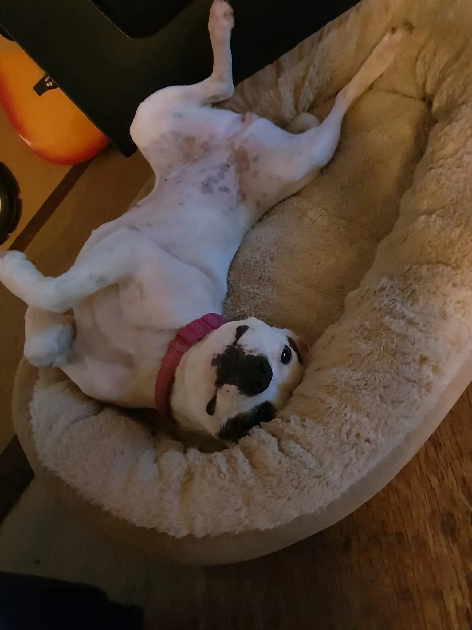 A dog with a black and white face and a red collar lying on a plush, beige dog bed, looking up at the camera.