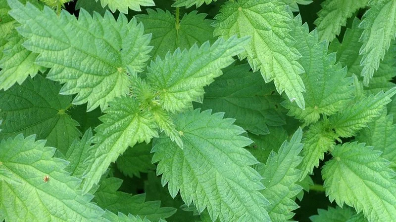 nettle.jpg
