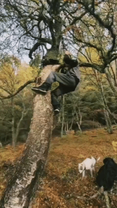 Chaga harvesting gif.gif