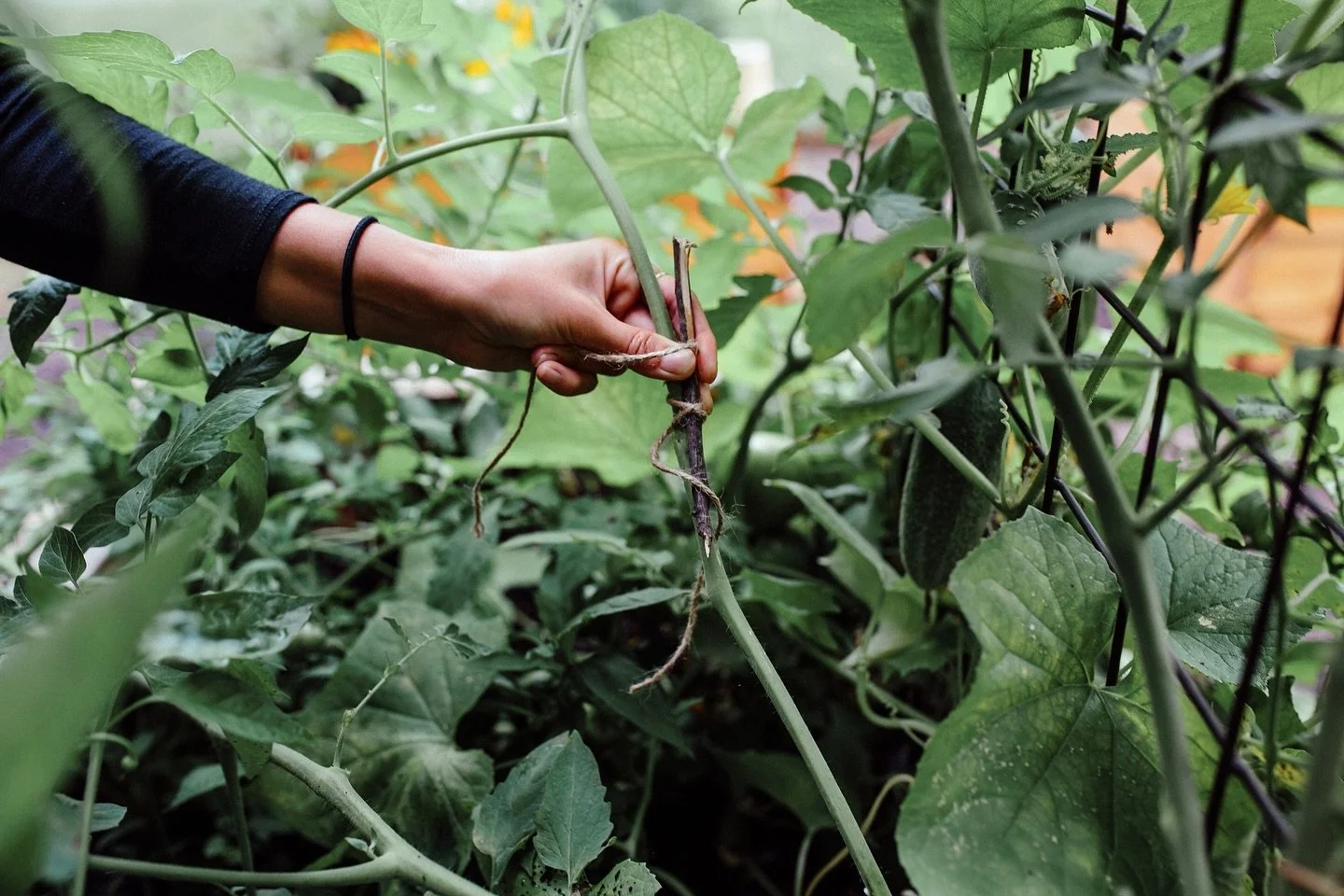 Broken tomato stem? No problem! 

If you snap a stem by accident when pruning or training your tomatoes, splint it! All you need is a popsicle stick and some twine or thick string. 

Lift up the broken stem so it&rsquo;s back to its original position