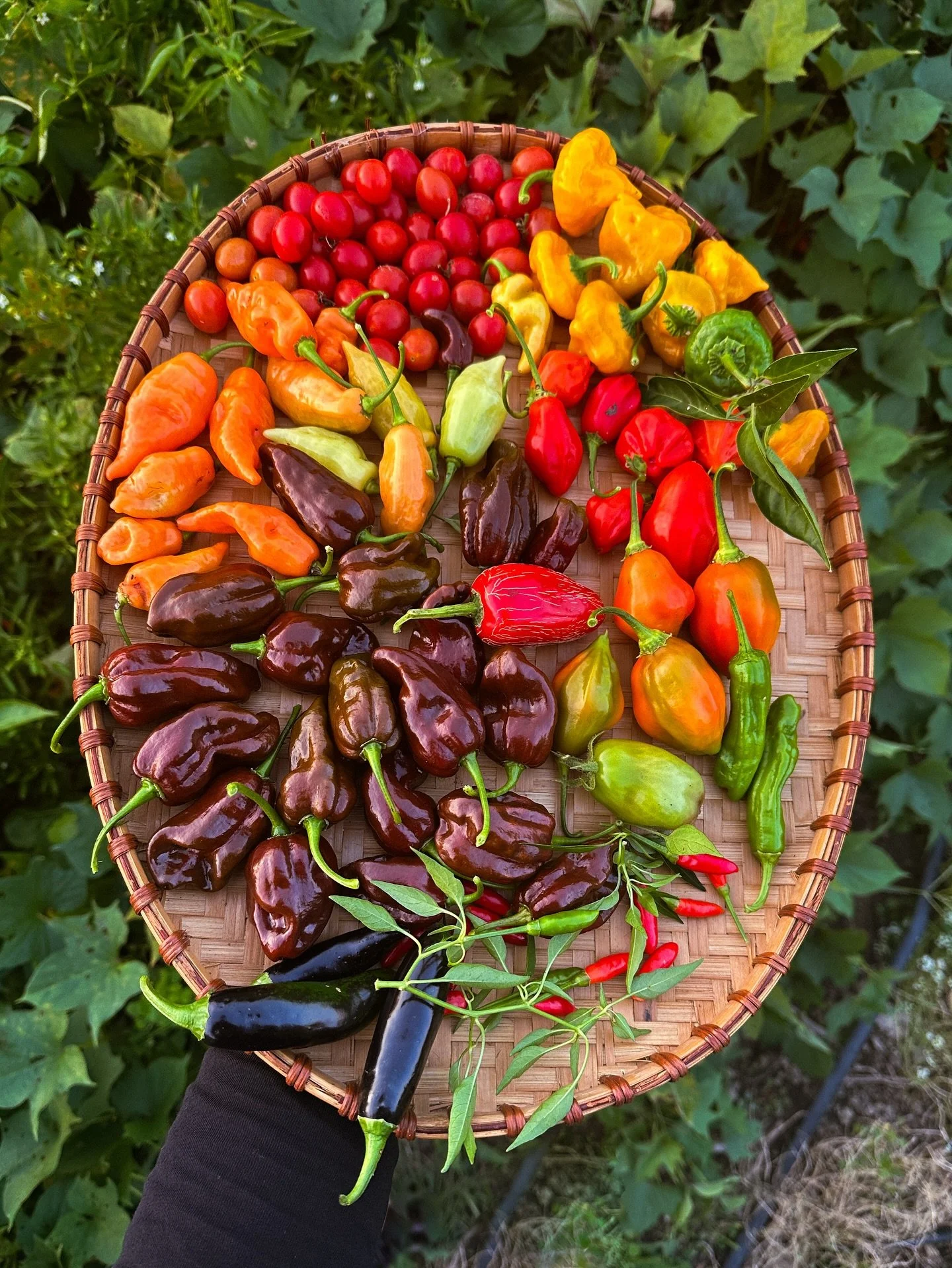 We made it to the most satisfying part of the season - the harvest. 

This year was one of the more frustrating and challenging for a lot of gardeners I know. It was definitely very micro-climate based - some people I spoke with just an hour away had