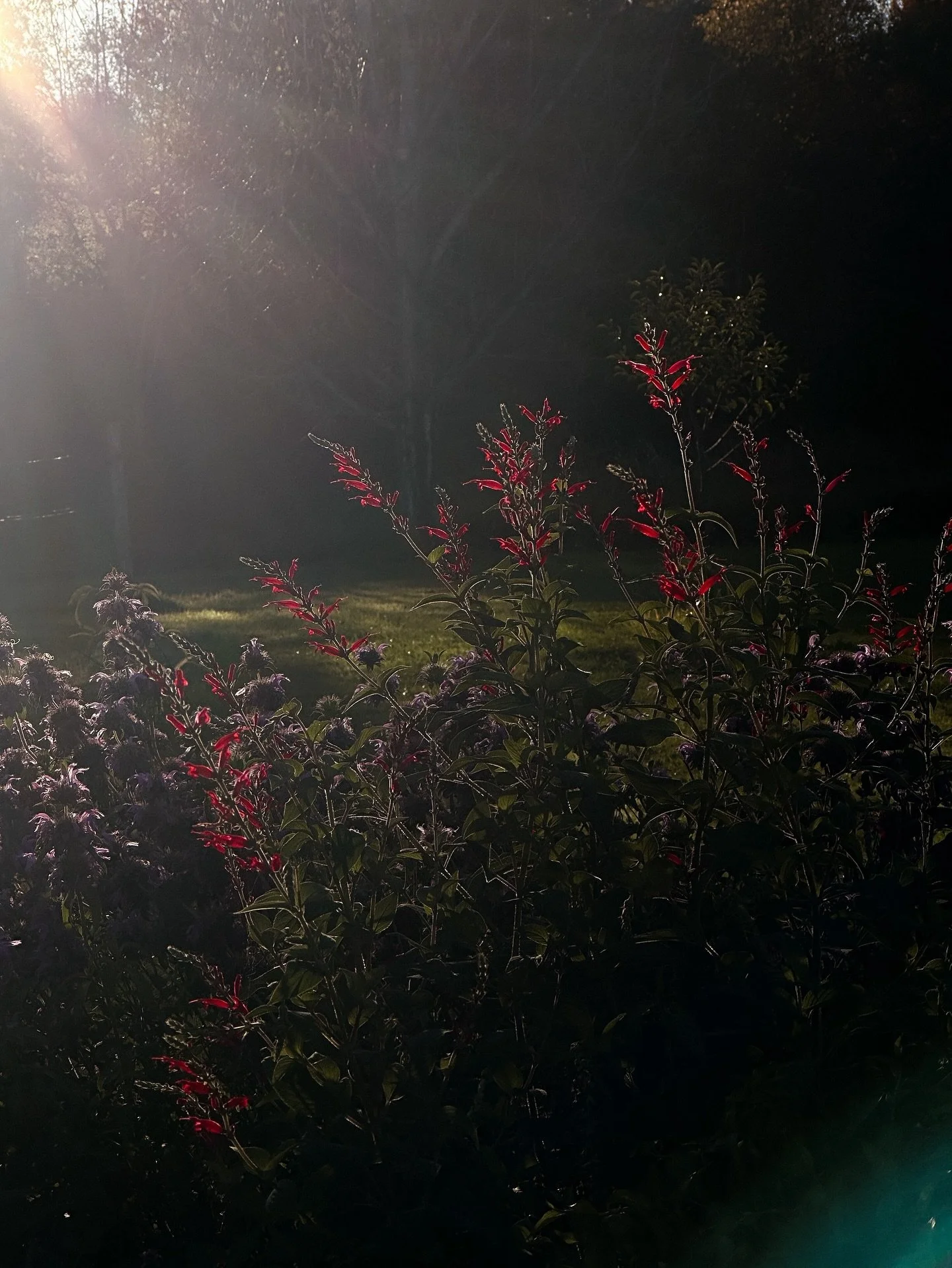 Enjoying what might be the last fall magic of my garden this year - I hope you&rsquo;re outside enjoying nature of any kind just the same. 

Mid October: the cold has hit and things are starting to die back. It&rsquo;s been a bit more emotional putti