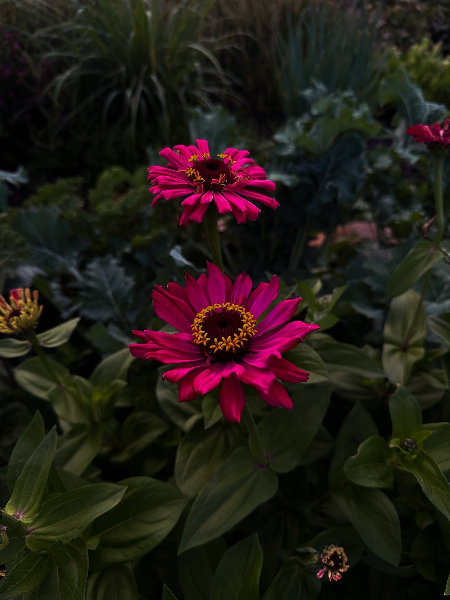 These sweet ladies MADE my garden season. I tried zinnias years before but didn&rsquo;t plant them in the right conditions or space. They did fine, but I didn&rsquo;t grow them again. This year I planted them as a hedge on the outside of my garden&he