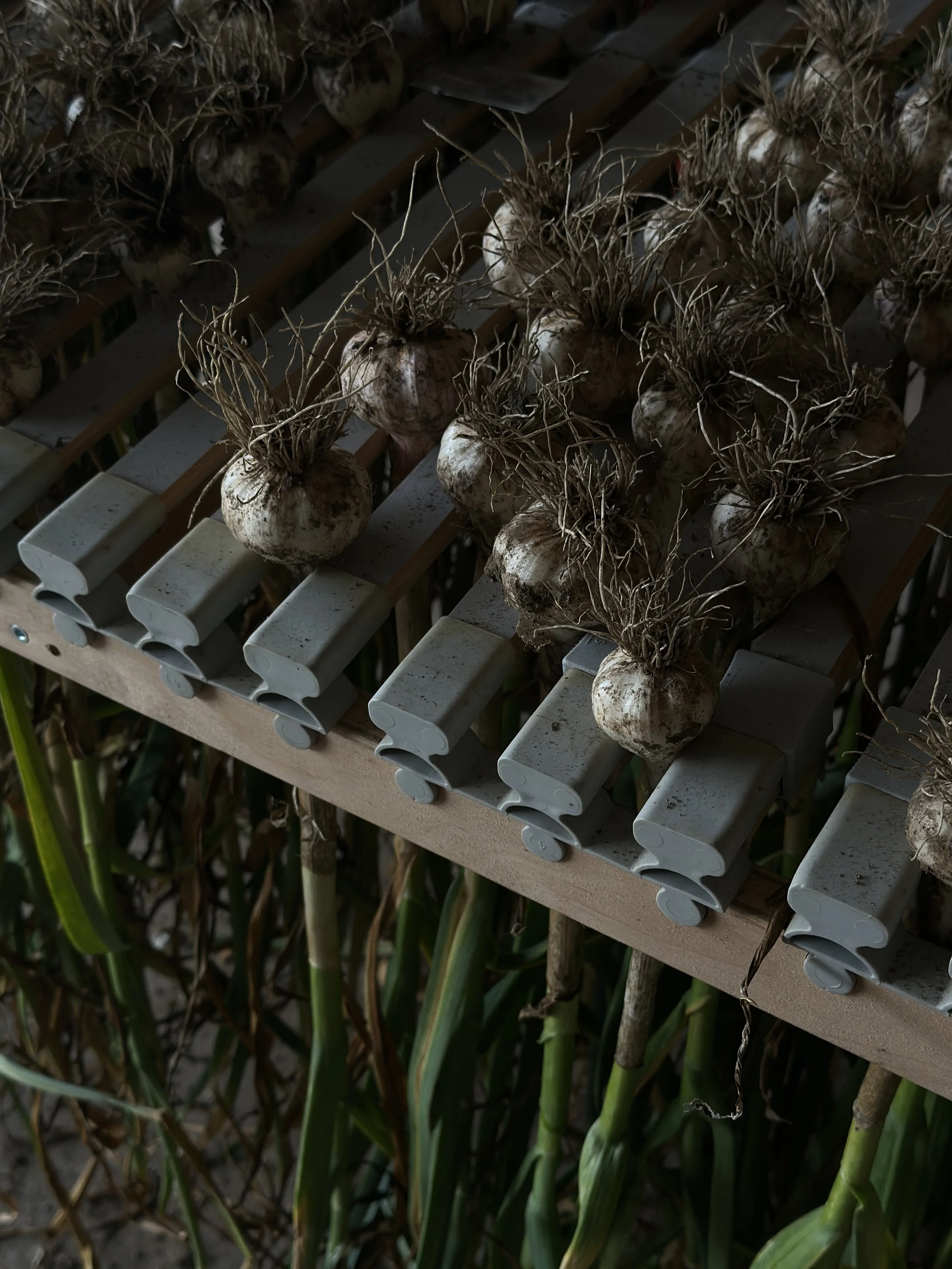 BEST WAYS TO COOK GARLIC (warning: highly addictive)