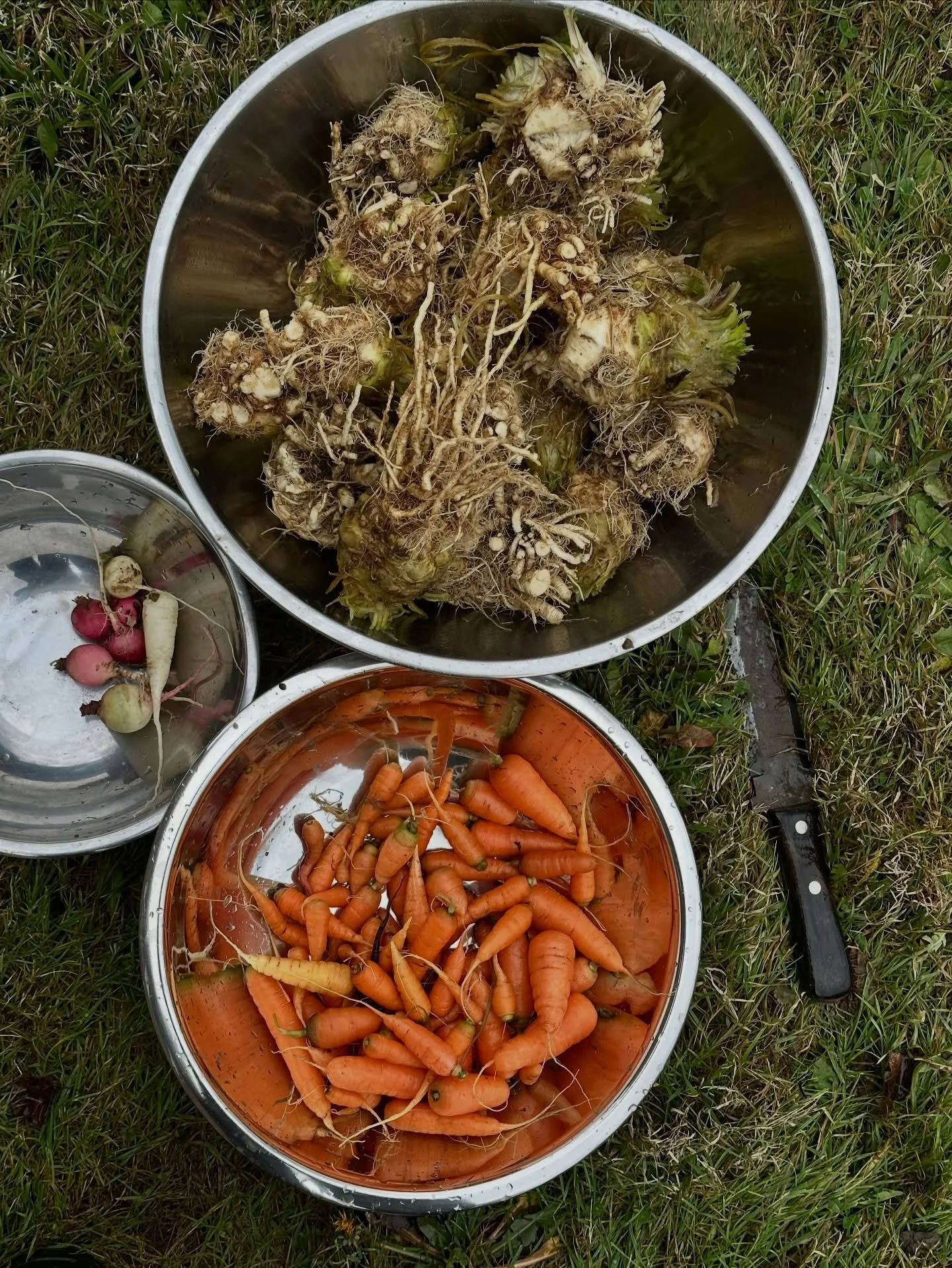 Coming out of hibernation, feels like spring is around the corner&hellip; 

I took advantage of the little warm spell we had AND GOT MY REAR OUTDOORS. Harvested the rest of the celery root that I didn&rsquo;t get to and some carrots that I planted ea