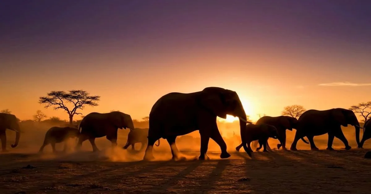 elephant herd in silhouette at sunset.jpg