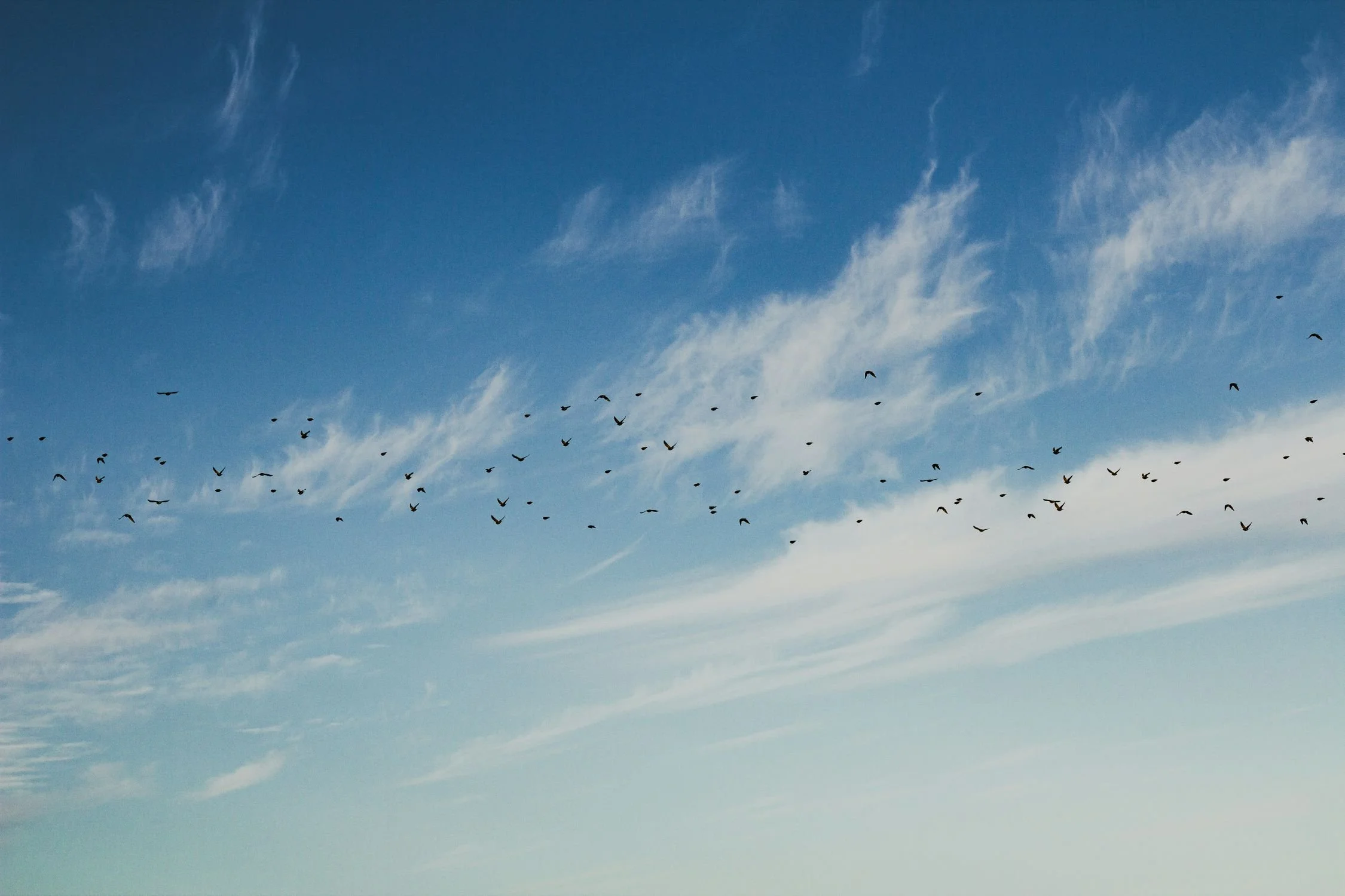 A flock of birds flying in a blue sky.jpg