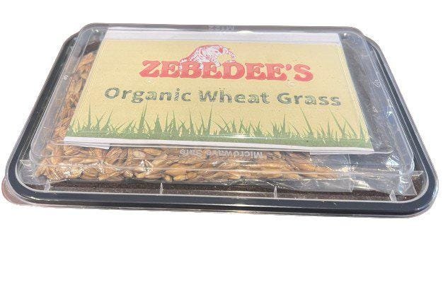 Organic Cat Grass