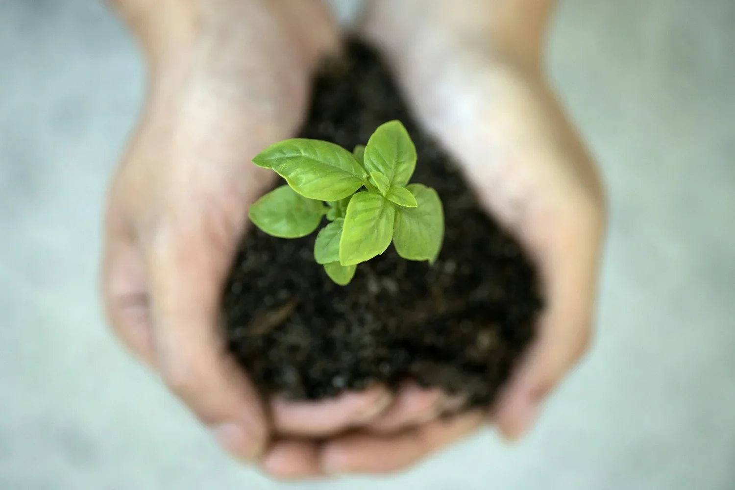 A pair of hands holding dark soil with a small green plant sprouting from it, viewed from above.