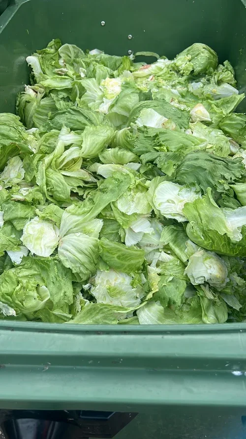 A green bin filled with chopped romaine lettuce leaves.