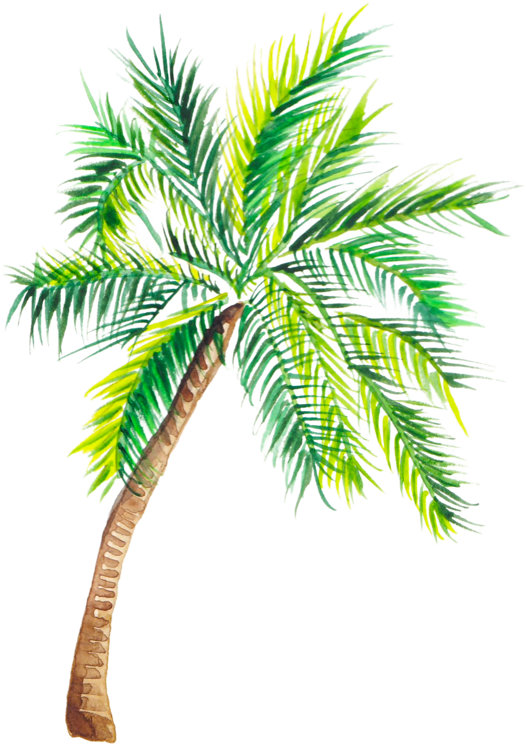 A watercolor illustration of a tall palm tree with long green fronds and a brown trunk.