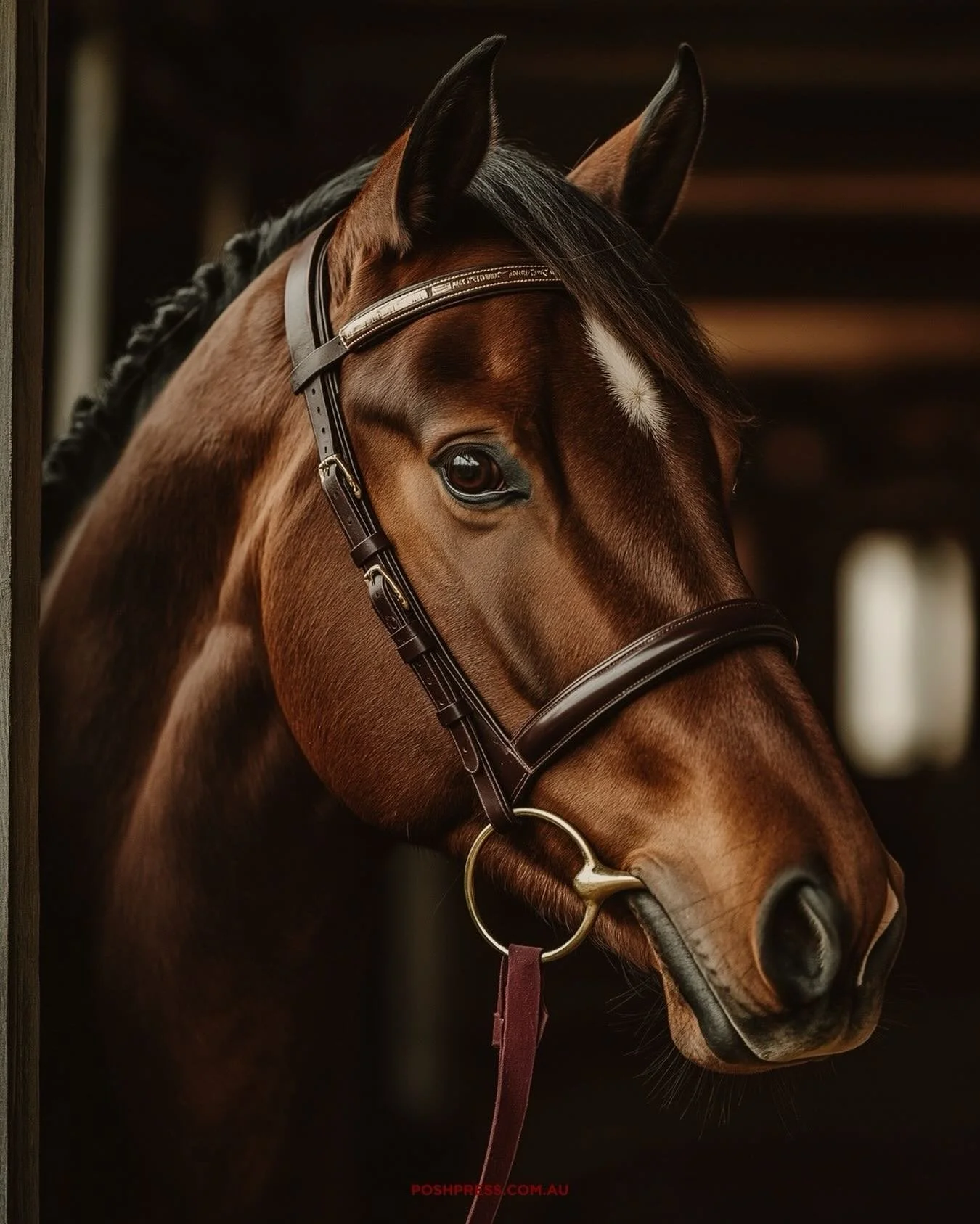 She&rsquo;s not chasing the pack . She leads it.
Grace in her stride, fire in her eyes.

#poshpress #PR