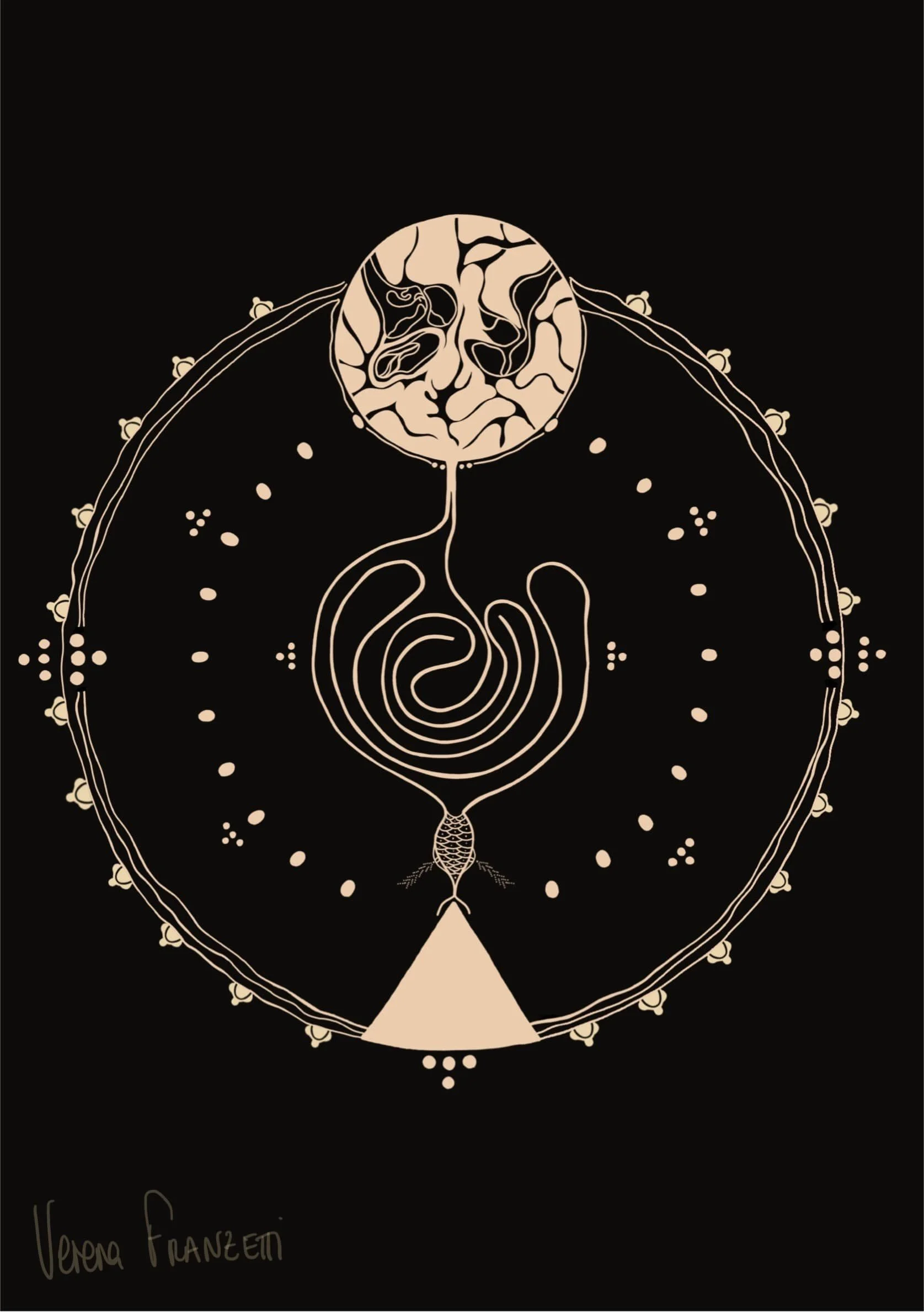 Illustration en noir et beige représentant un schéma du cycle de vie d'un insecte, avec un contour circulaire, des détails anatomiques, et un nom signé en bas à gauche, 'Verena France'.