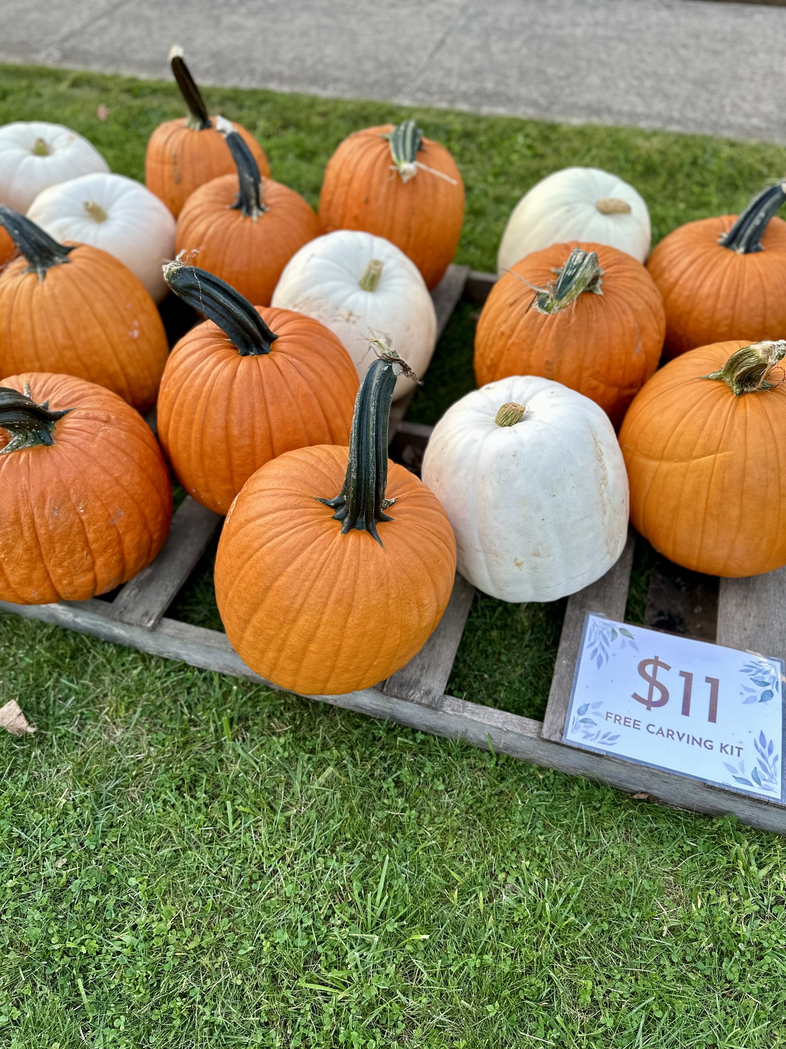 A display of orange and white pumpkins on a wooden pallet with a sign reading '$11 Free Carving Kit.' They are placed on green grass.