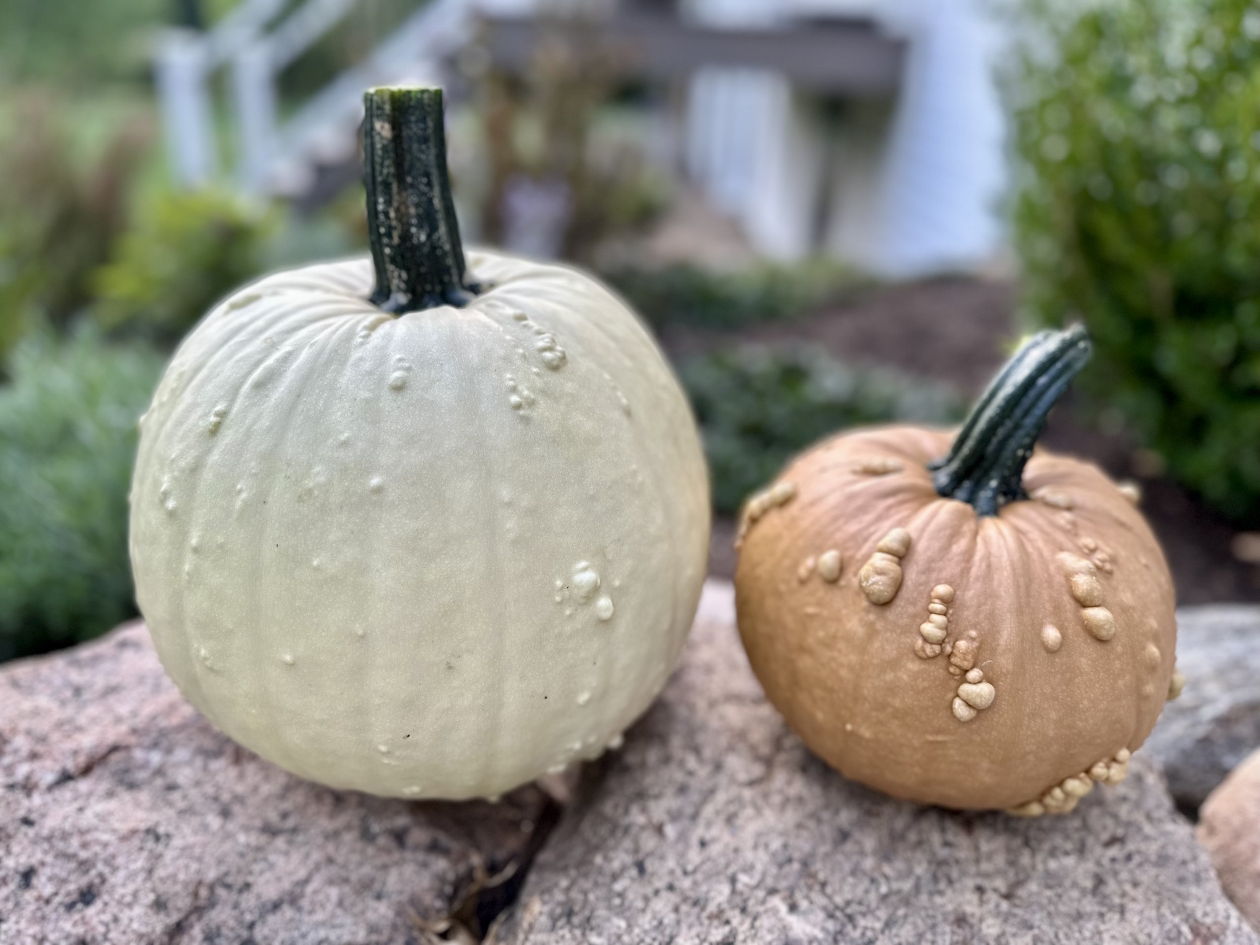 Two pumpkins with bumpy textures, one white and one brown, sitting on rocks in a garden setting.