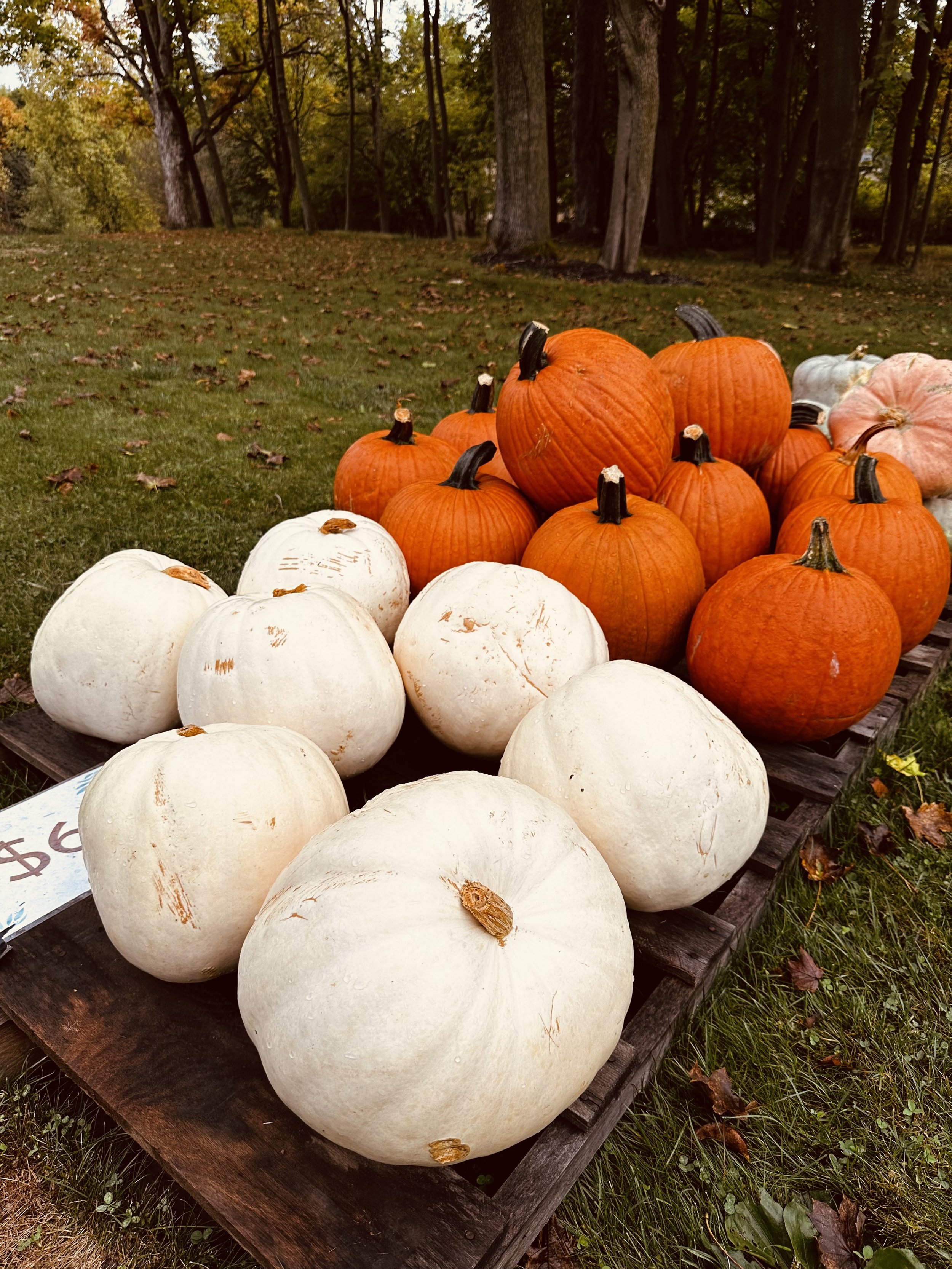 Assorted white and orange pumpkins displayed on a wooden pallet in a grassy area with trees in the background.