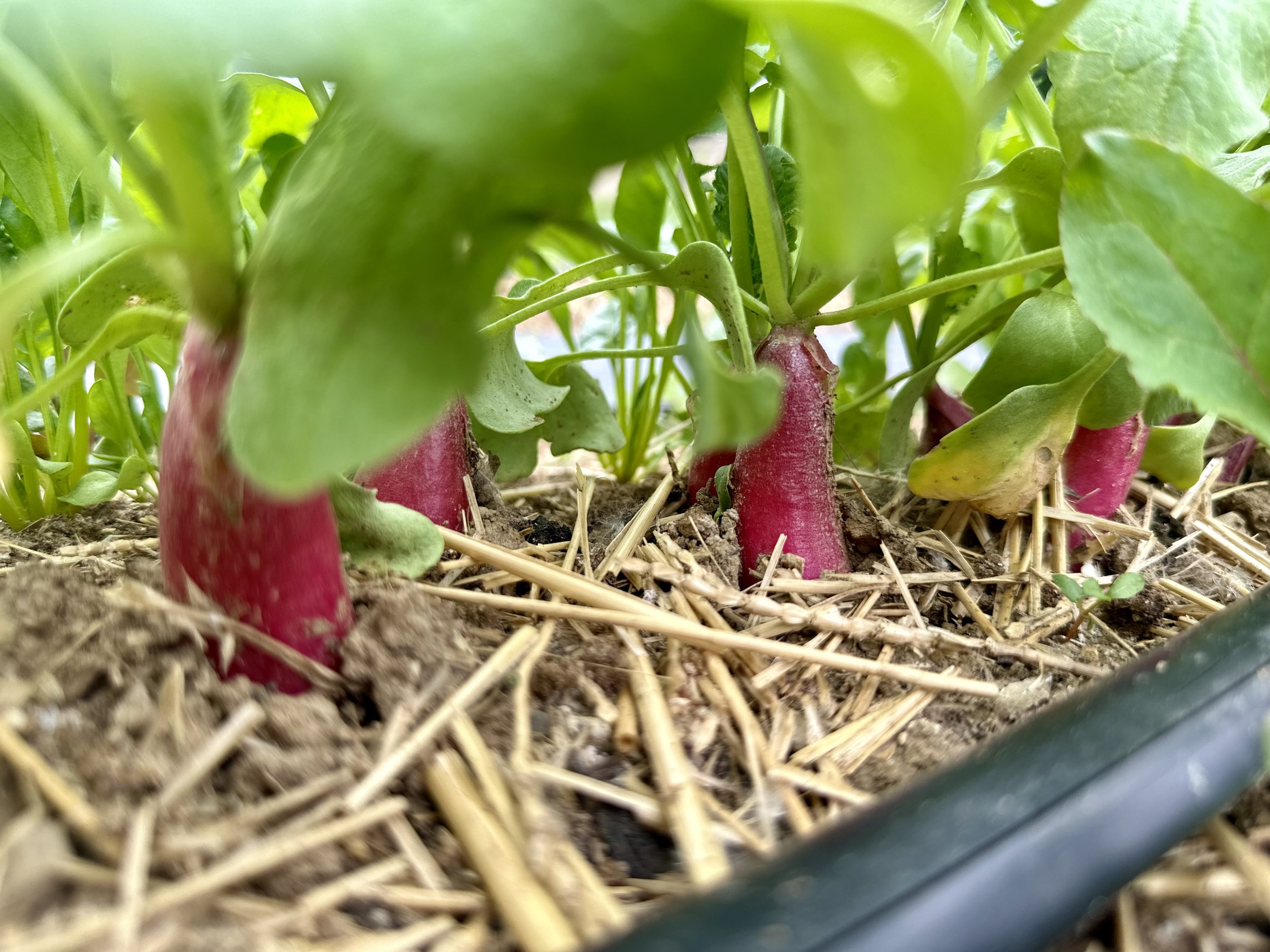 Radishes growing in soil with green leaves and straw mulch.