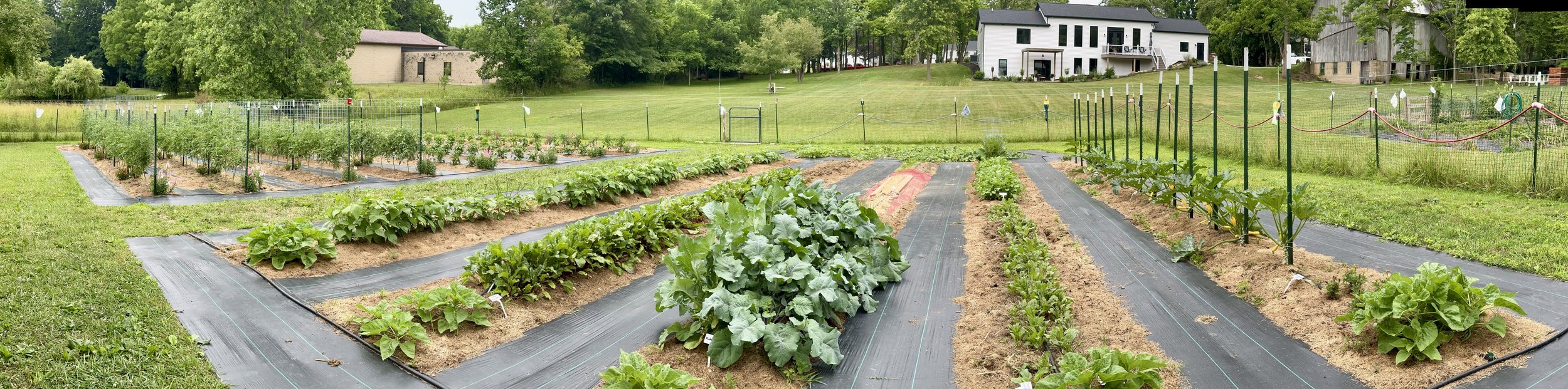 A large vegetable garden with various plants in neatly arranged rows, surrounded by a wire fence. The garden is located on a grassy area near a white house and other buildings, with trees in the background.