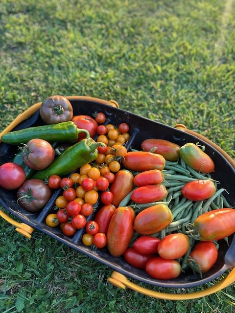 Assorted fresh vegetables including tomatoes, green beans, and peppers in a basket on grass.